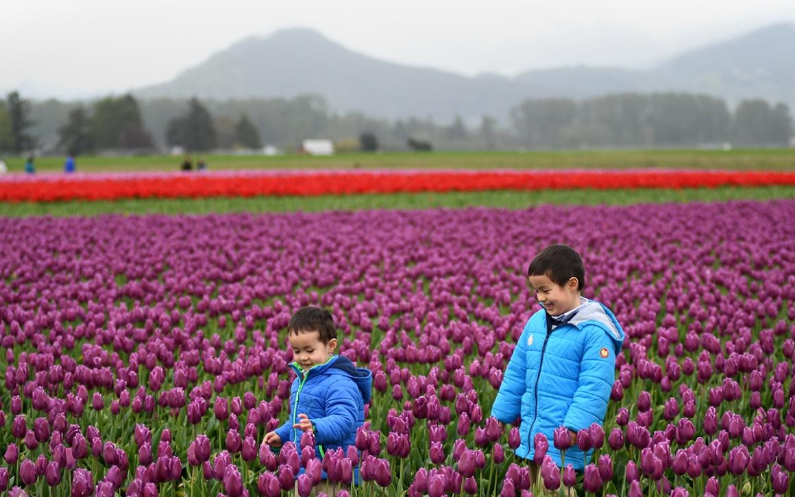 Boys in warm jackets stand among fields of beautiful tulips during the Skagit Valley Tulip Fesitval in 2018