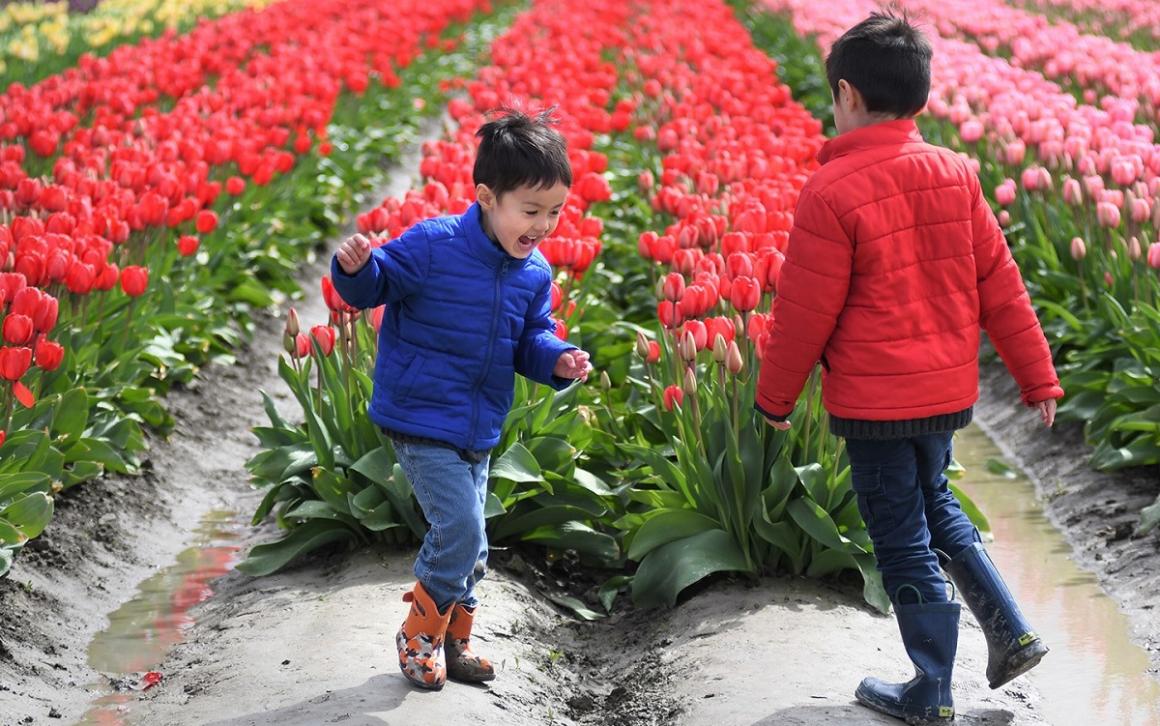 Boys frolic by the tulip fields during the 2017 Skagit Valley Tulip Festival credit JiaYing Grygiel