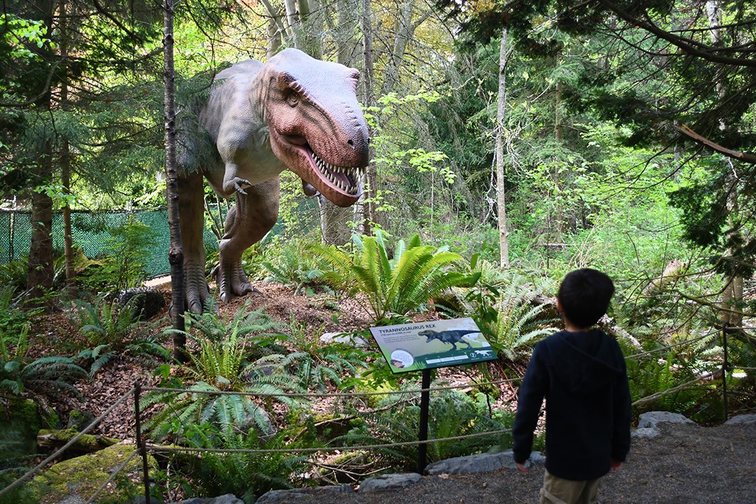 T-rex reaching down to greet kids at Woodland Park Zoo's dinosaur discovery temporary summer exhibit 2021
