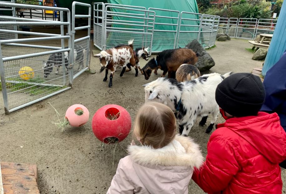 Enrichment activity for the goats at PDZA