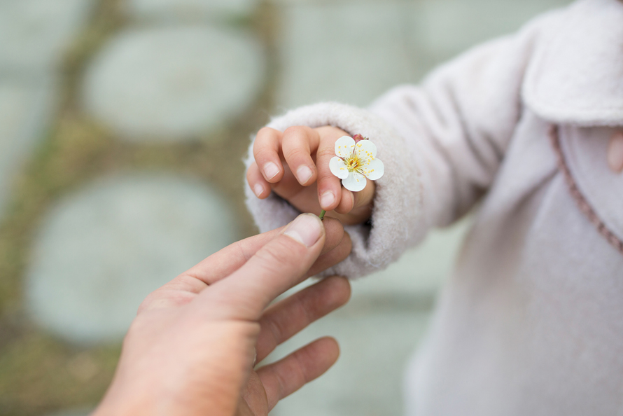 child's hand holding a cherry blossom