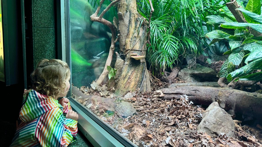 child admiring a turtle at the Woodland Park Zoo’s Reptile Realm, open during WildLanterns
