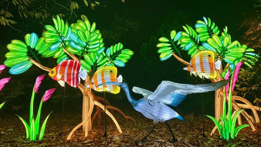 fish and bird lanterns in the WildLanterns mangrove