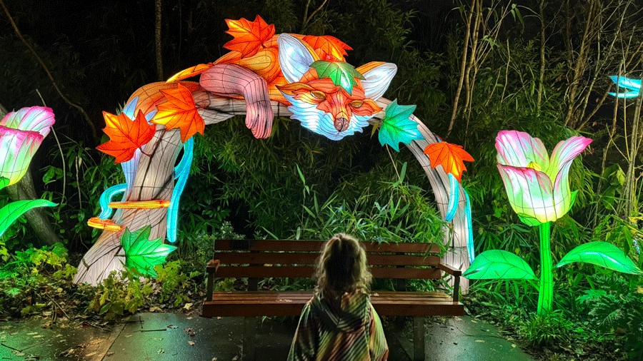 child walking toward a fox lantern at WildLanterns