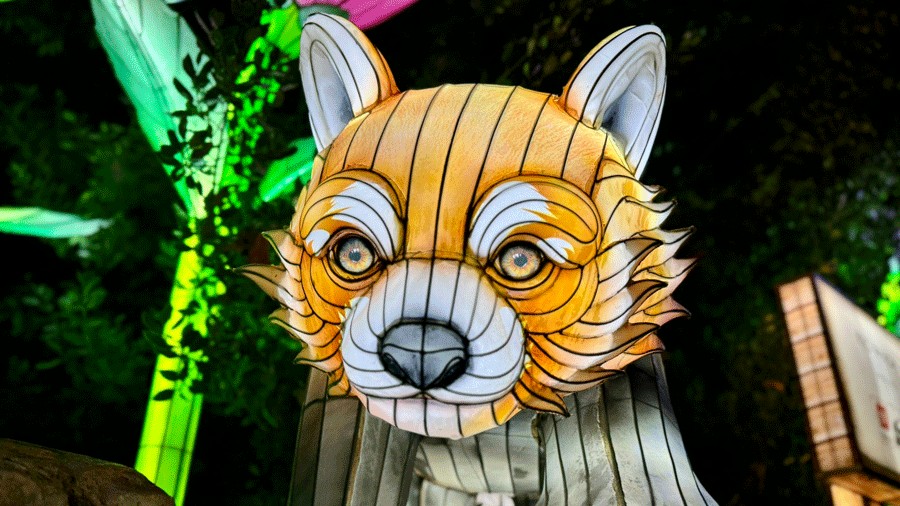 red panda lantern at Woodland Park Zoo