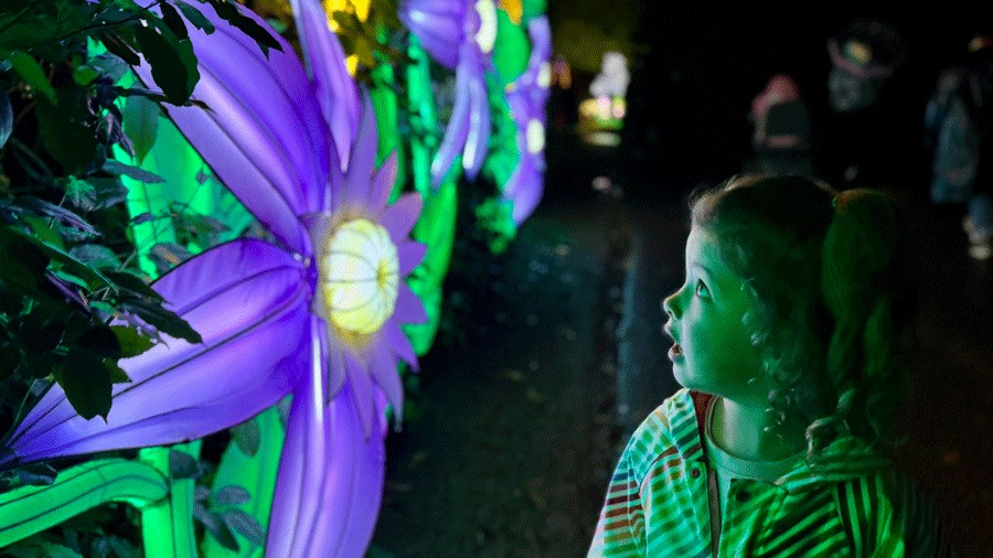 child admiring a flower lantern at woodland park zoo