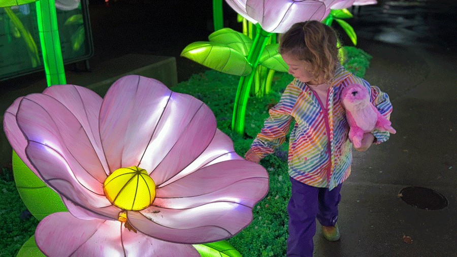 young kid admiring lanterns at Woodland Park Zoo during WildLanterns