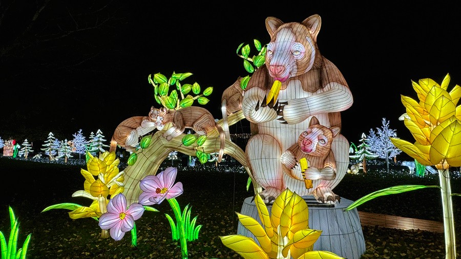 tree kangaroo lanterns as a preview for the Forest Trailhead exhibit at Woodland Park Zoo