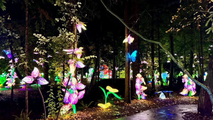 butterflies and flower lanterns illuminated along Discovery Loop at the zoo
