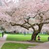 Cherry trees blooming in the University of Washington Seattle Quad a family looks and takes photos best places to see spring blooms seattle