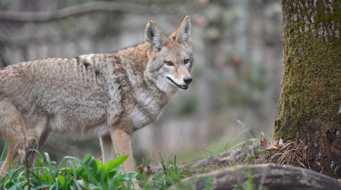 Carosal is one of the two coyotes visitors can see during their walking tour. Photo: Julie Lawrence/Wolf Haven International