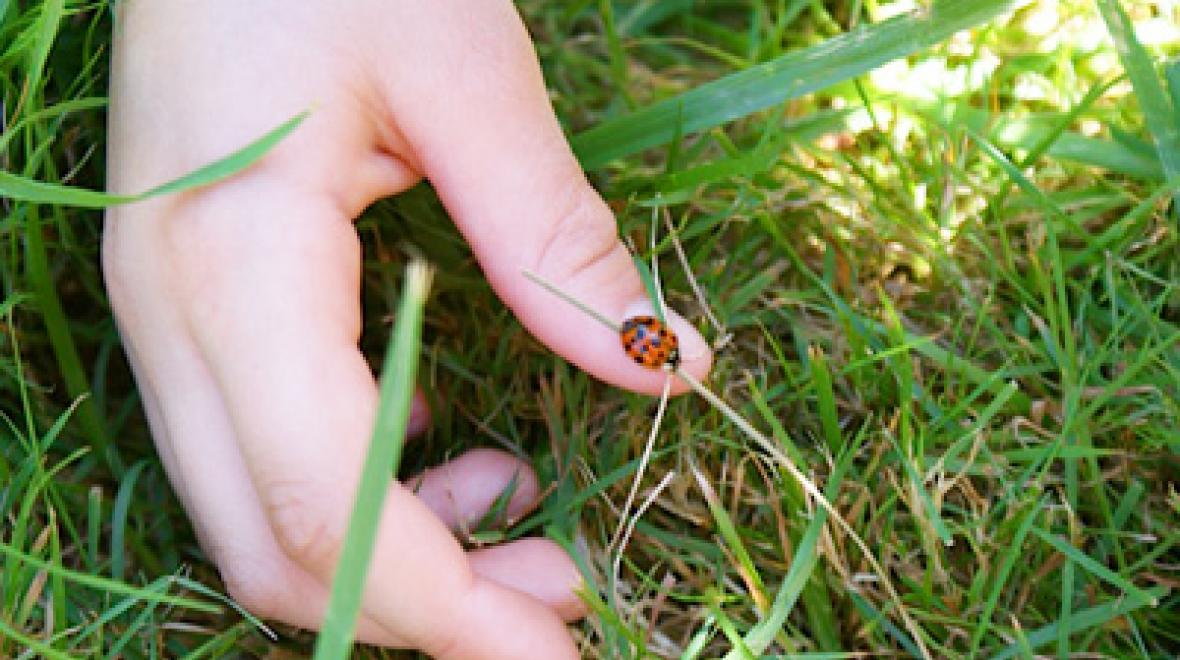 Ladybug on a child's thumb