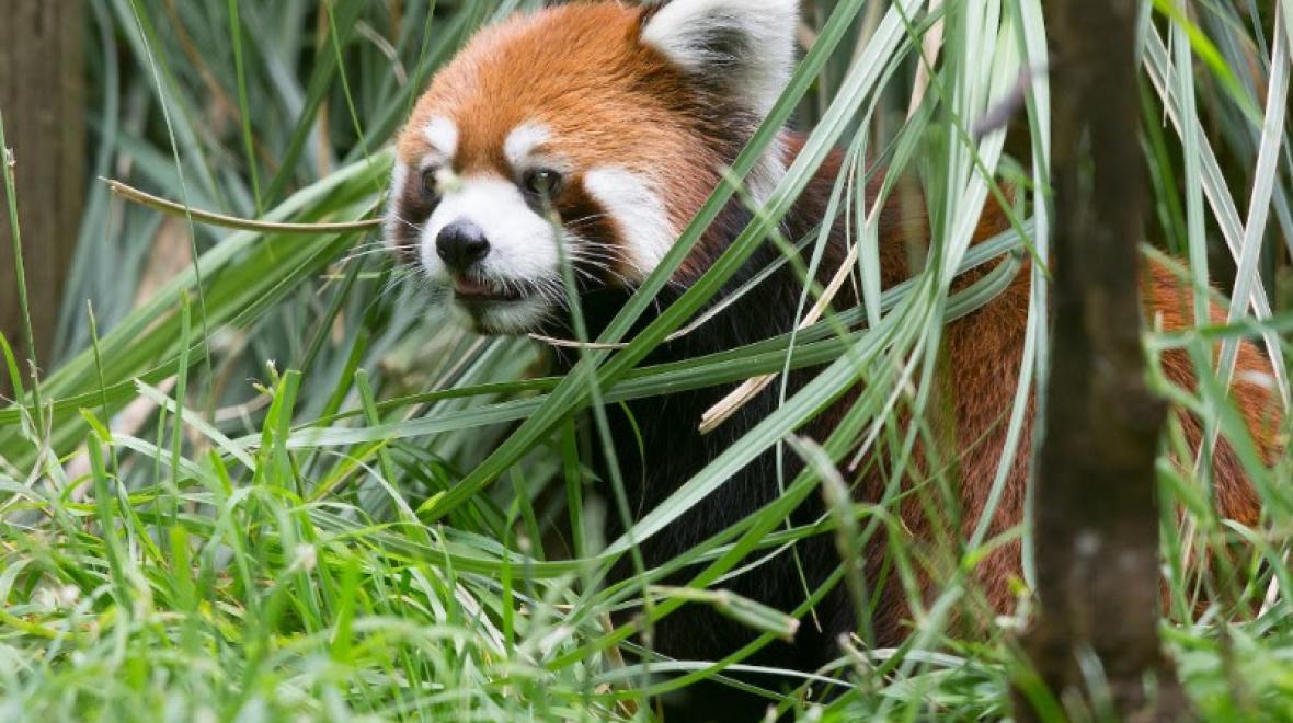 Red panda Hazel at Woodland Park Zoo