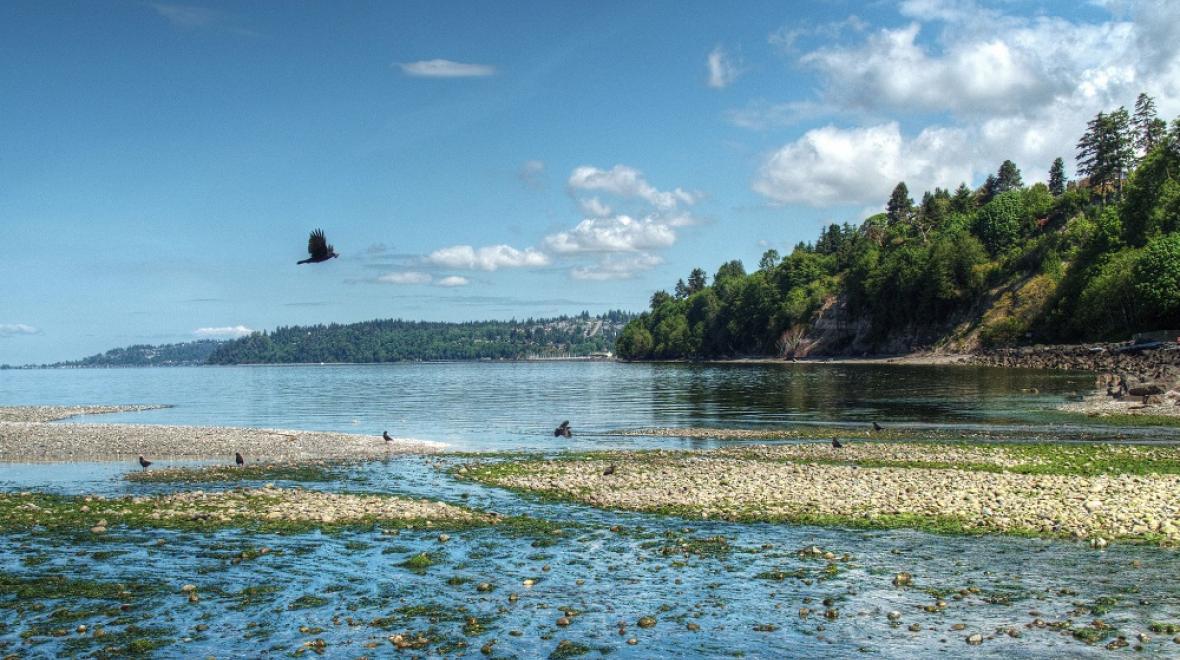 Saltwater State Park in Des Moines one of the Seattle area's best beaches for kids and families