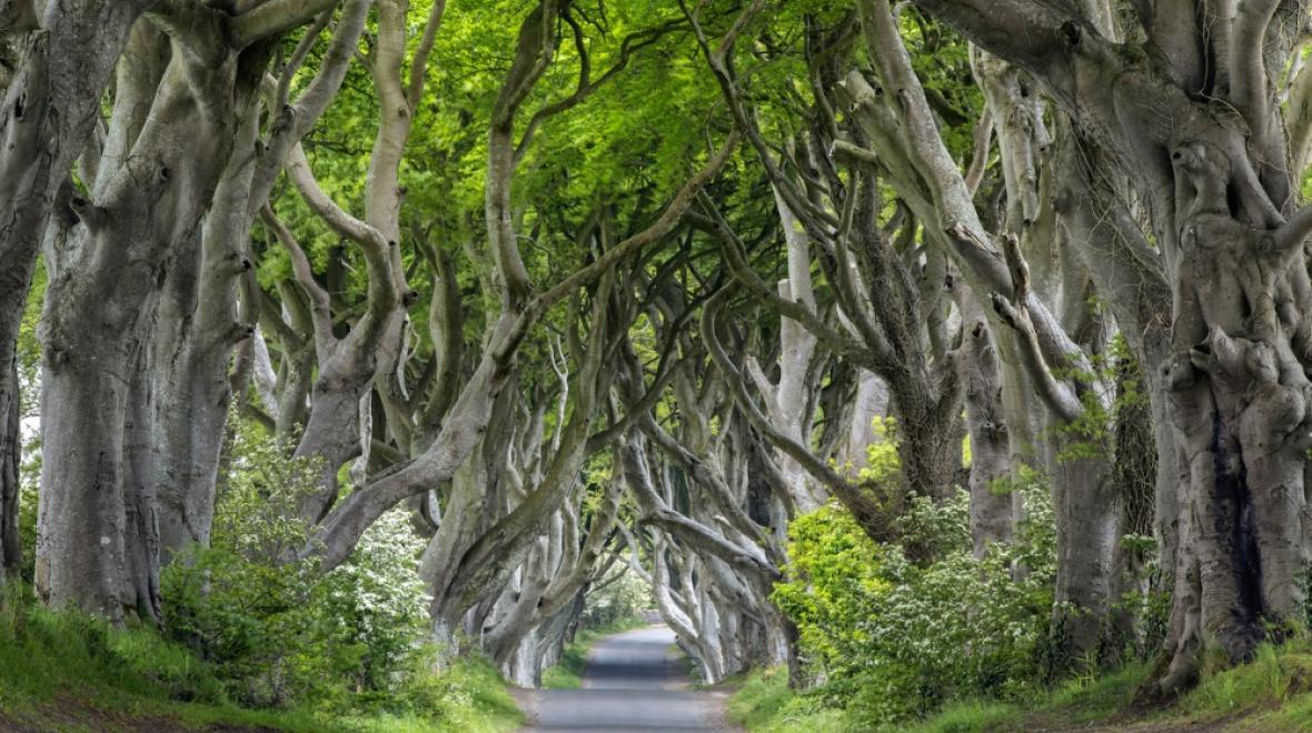 Trees, Northern Ireland