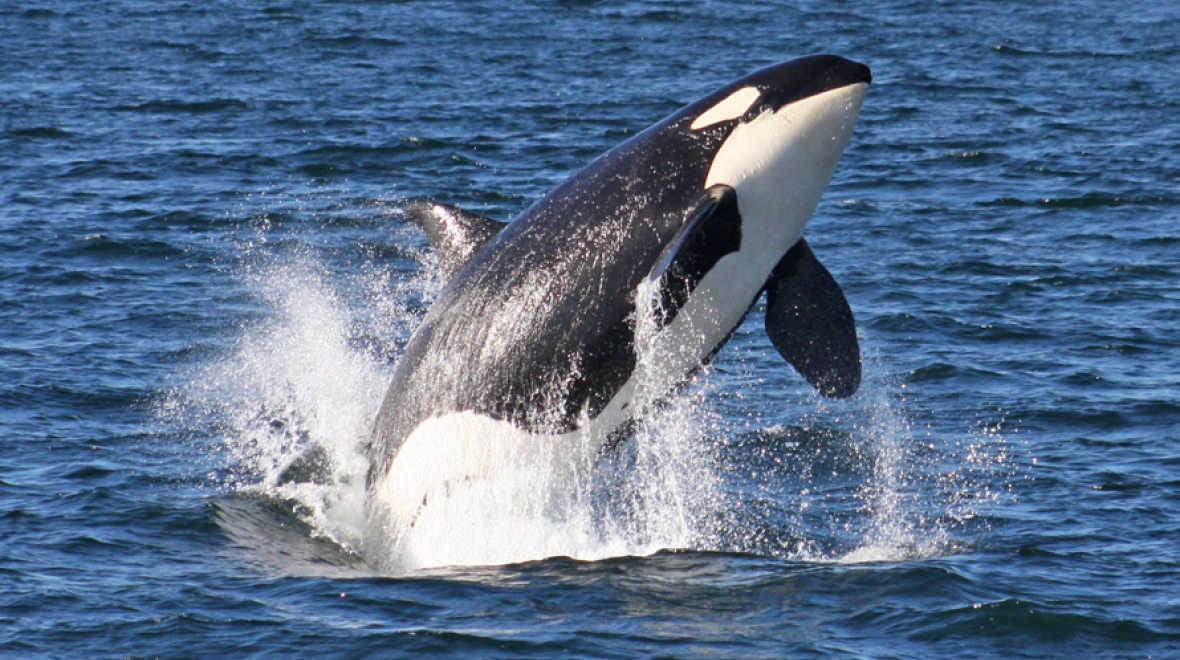 orca whale breaching clipper