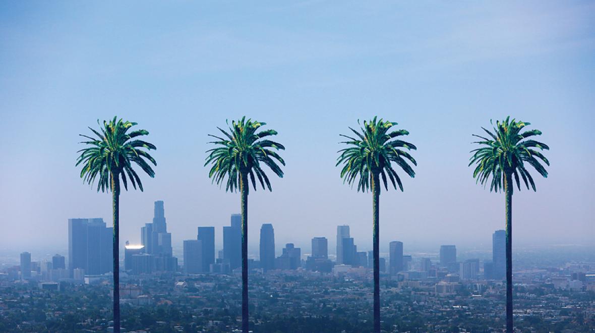 palm trees in LA