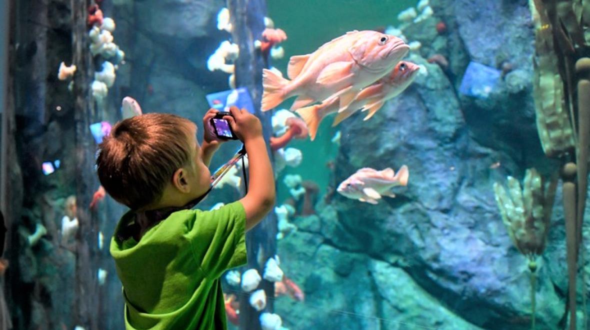 New-pacific-seas-aquarium-point-defiance-zoo-tacoma-kids-families