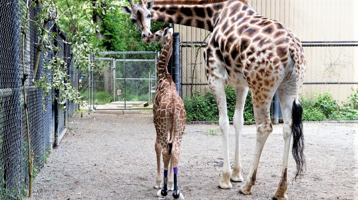 Adorable-baby-animals-must-see-Seattle-Tacoma-families