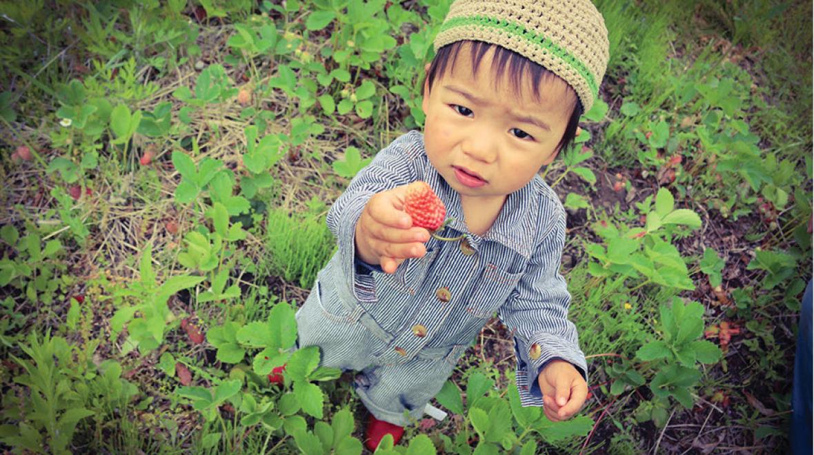 Adorable little boy picking strawberries