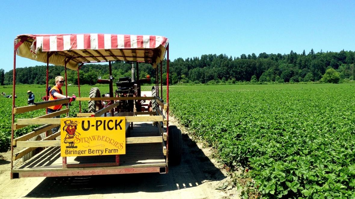 U-pick-strawberries-seattle-area-biringer-farm