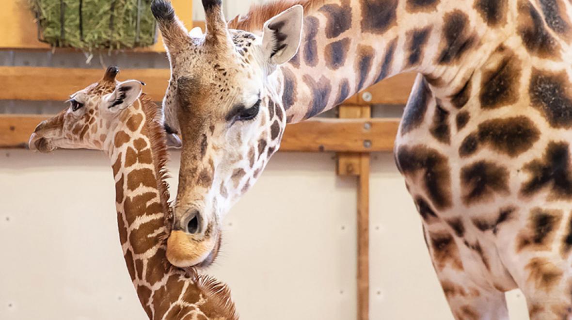 woodland park zoo baby giraffe 