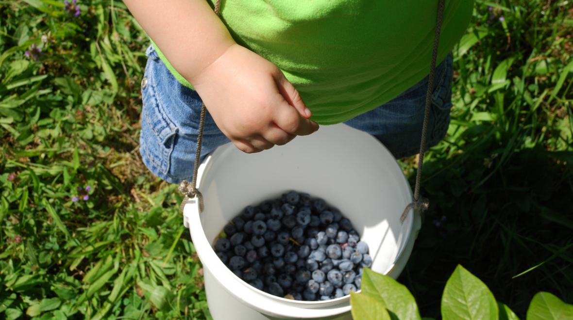 Blue-dog-berry-farm-summer-memberships-fun-families