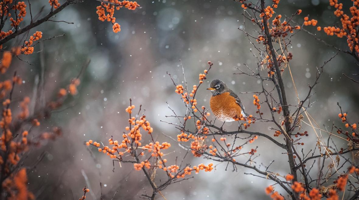 robin in a tree in the wintertime