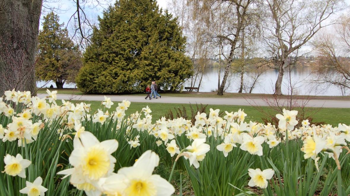walkers on the path at green lake park seattle with daffodils in the foreground