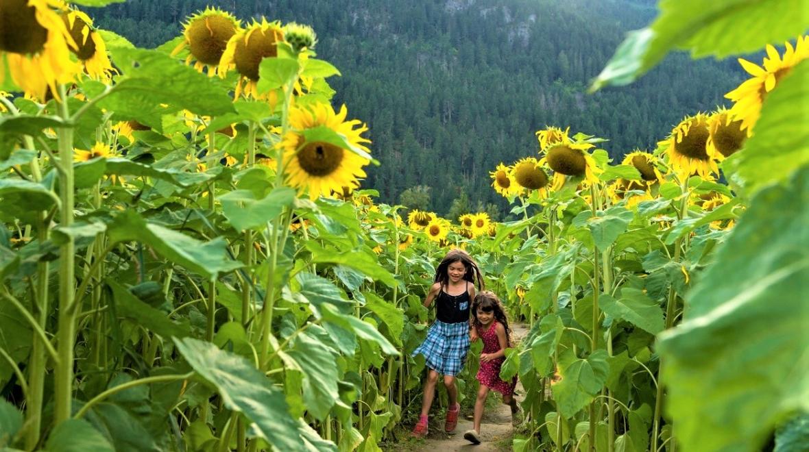 girls running through field of sunflowers seattle area sunflower festivals for families