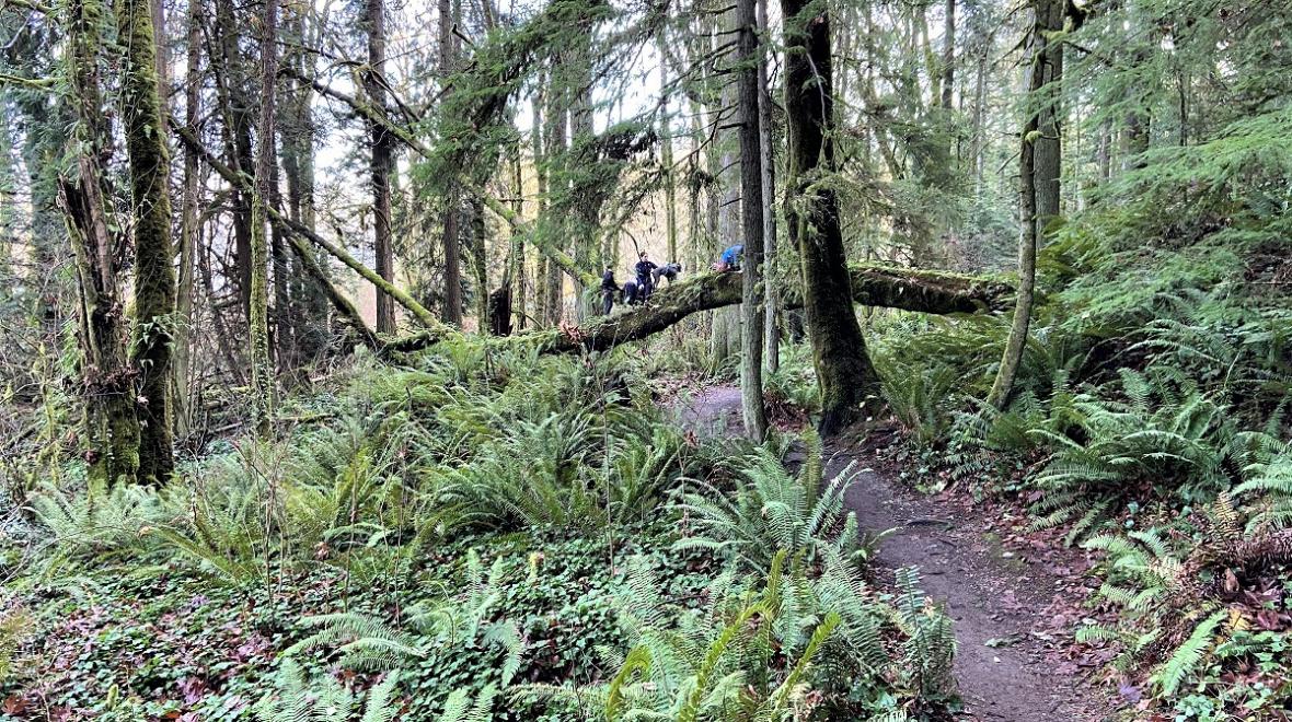 Kids playing on a fun woodsy trail on best Bainbridge Island hikes to take with kids for Seattle families