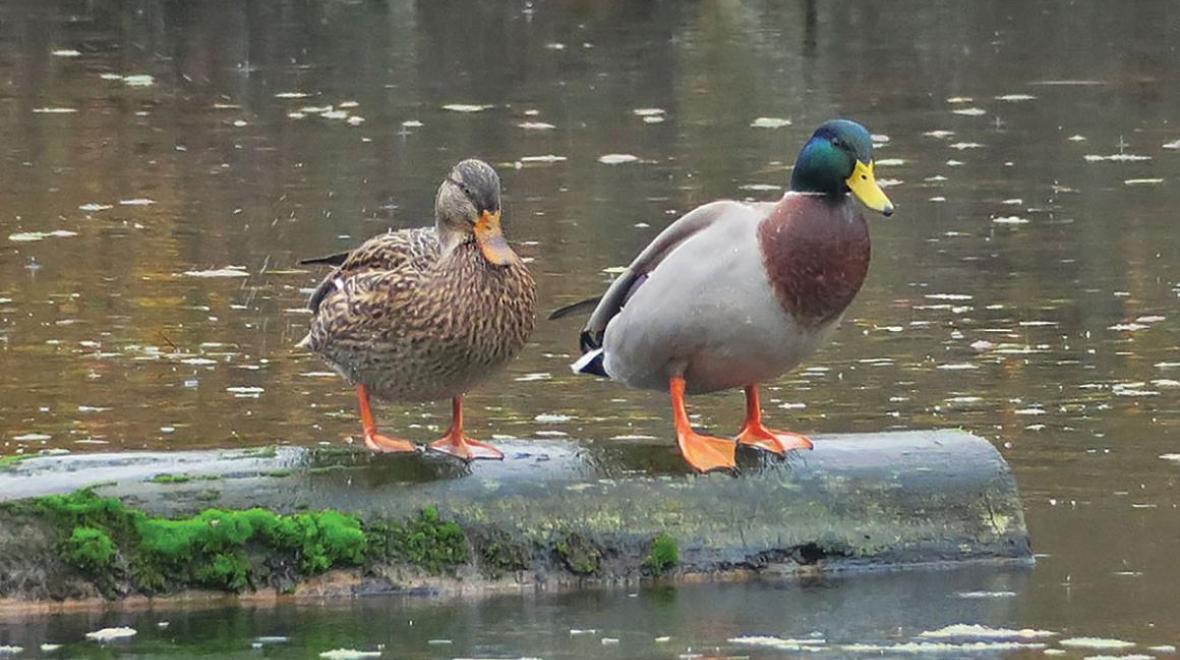 pair of mallard ducks at marymoor park in redmond birding spots around seattle for families