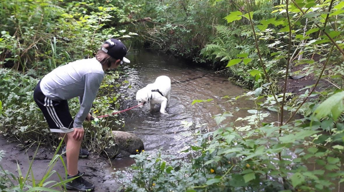 Boy about age 11 and white dog look at and play in a small urban creek in Seattle's Licorice Fern Natural Area hikes for little tots
