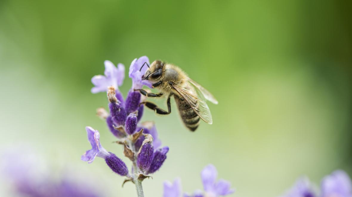 closeup of a bee on a lavender flower