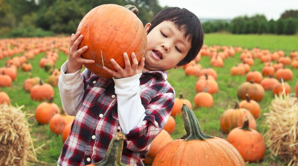 boy holding a pumpkin on his shoulder at a pumpkin patch