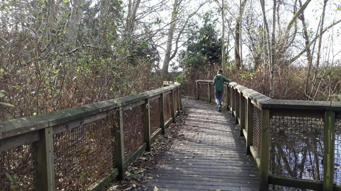 A tween boy walks on the boardwalk trails of Seattle's Carkeek Park during a fall family hike in town, without a long drive