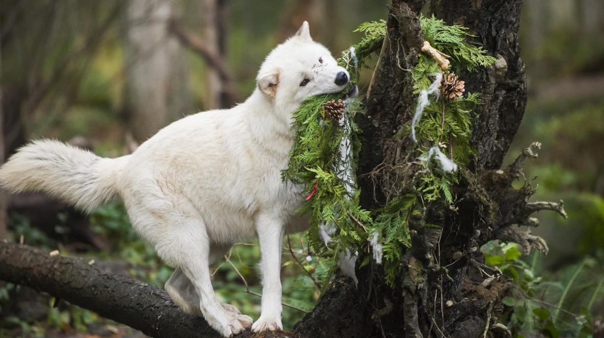 A white wolf at Northwest Trek Wildlife Park near Seattle munches on a tree branch treat as part of Winter Wildland, a winter program at the park