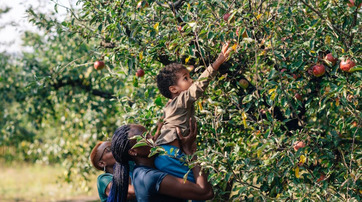 African American family picking apples with mom holding young boy up high to reach an apple