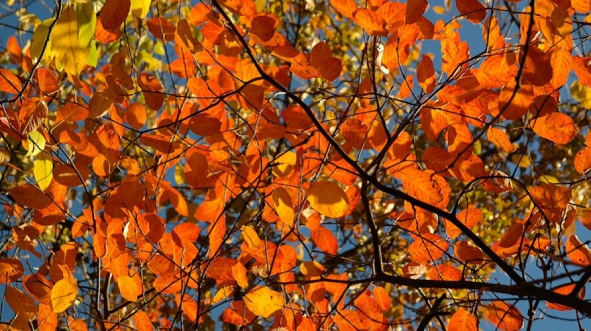 fall foliage orange leaves best fall hikes for kids families Tacoma Puyallup south Puget sound