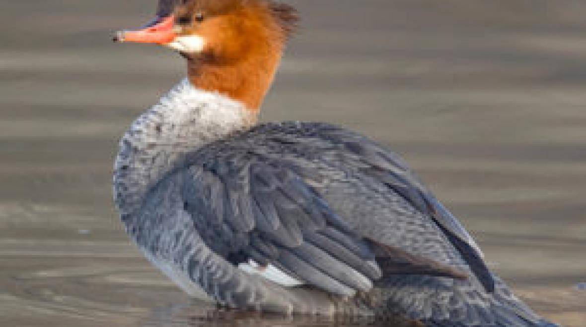 Bird Walk for Children Seattle Area Family Fun Calendar ParentMap