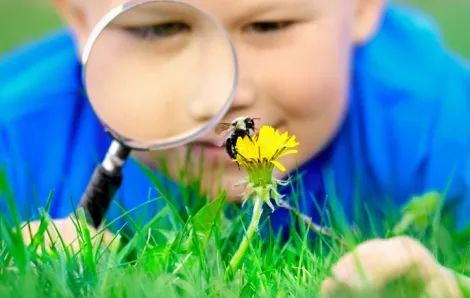 Boy looking at bee on flower