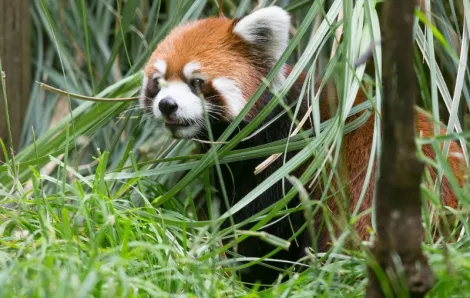 Red panda Hazel mom