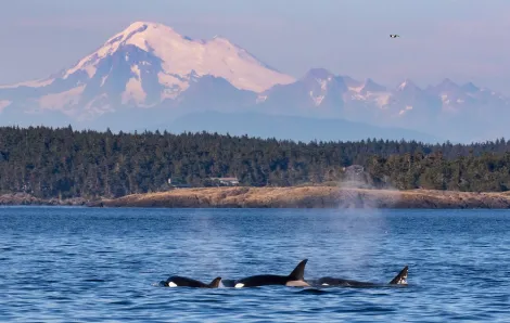 Orcas in Puget Sound courtesy San Juan Safaris credit Mark Gardner