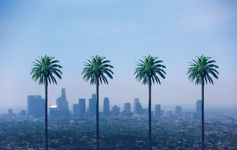 palm trees in LA