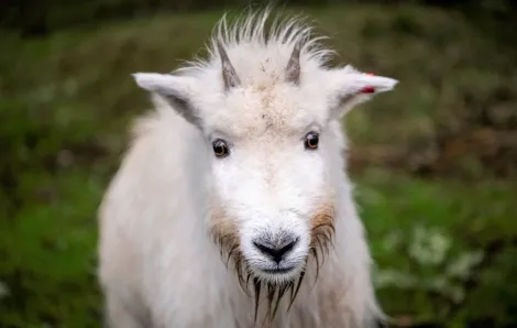 Ellinor-the-mountain-goat-at-Northwest-Trek-Wildlife-Park