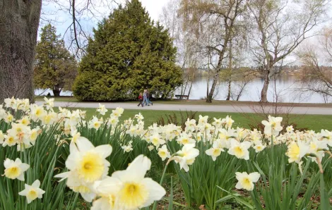 walkers on the path at green lake park seattle with daffodils in the foreground
