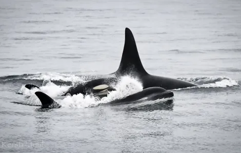 a pair of orcas porpoising together