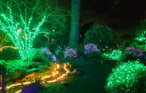 Wintertide holiday light show at Everett;s Evergreen Arboretum among free light shows families can see near Seattle