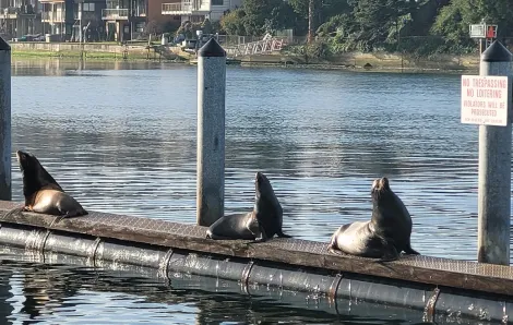 Three California sea lions rest on a buoy near Ray's Boathouse in Seattle's Ballard neighborhood fun outing for kids and families