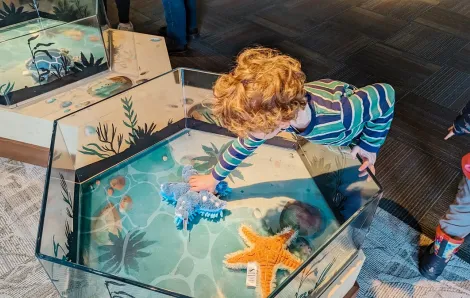A young boy reaches into a play touch tank in the Caring Cove indoor play area at the Seattle Aquarium. Caring Cove recently underwent a refresh.